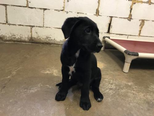 Raphael Labrador Retriever Mix  Hernando, MS