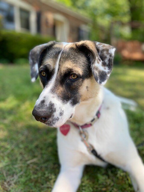 Penni  Cattle Dog & Australian Shepherd Mix  Memphis, TN